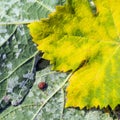 A dangerous disease of grape Mildew Ã¢â¬â downy mildew  lat. Of plasmopara viticola Royalty Free Stock Photo